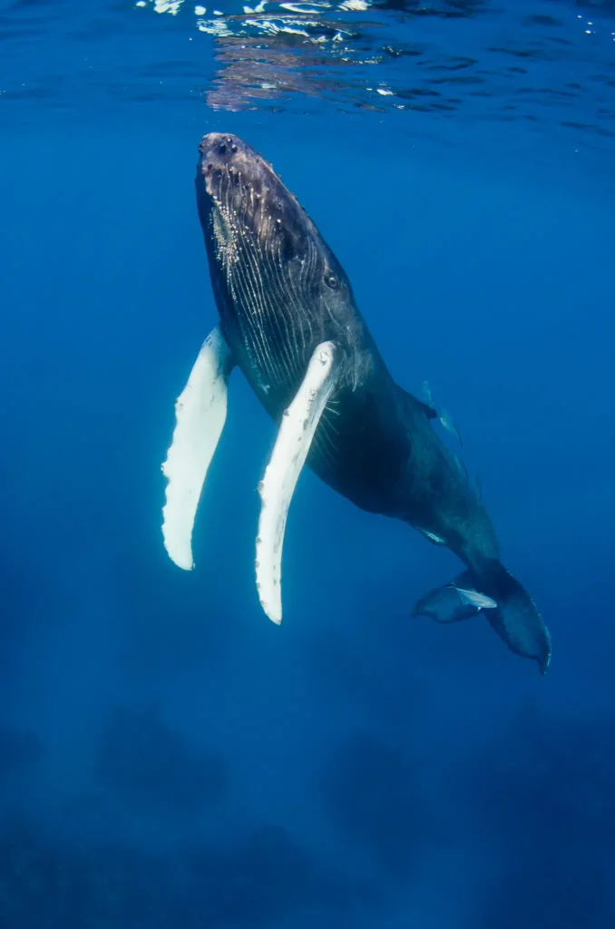 Image of a sperm whale underwater.