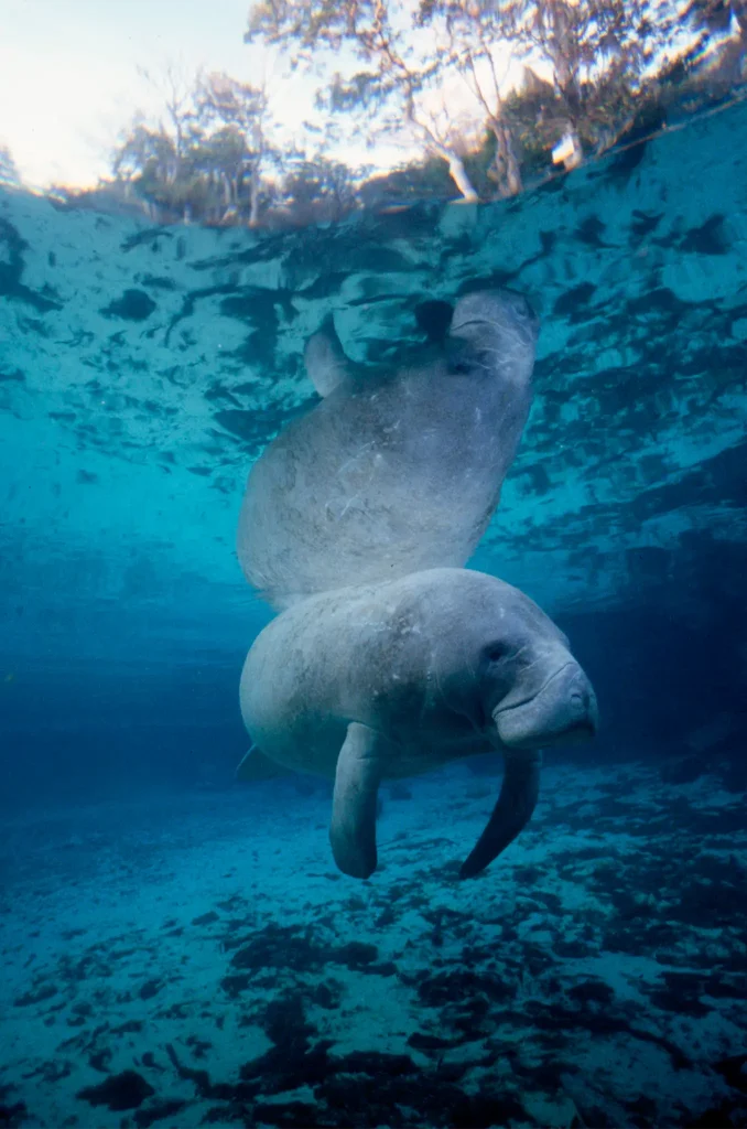 Image of a manatee underwater