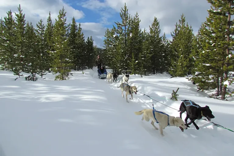 Dogs pulling a sled in the snow. Photo courtesy of huskypower.com.