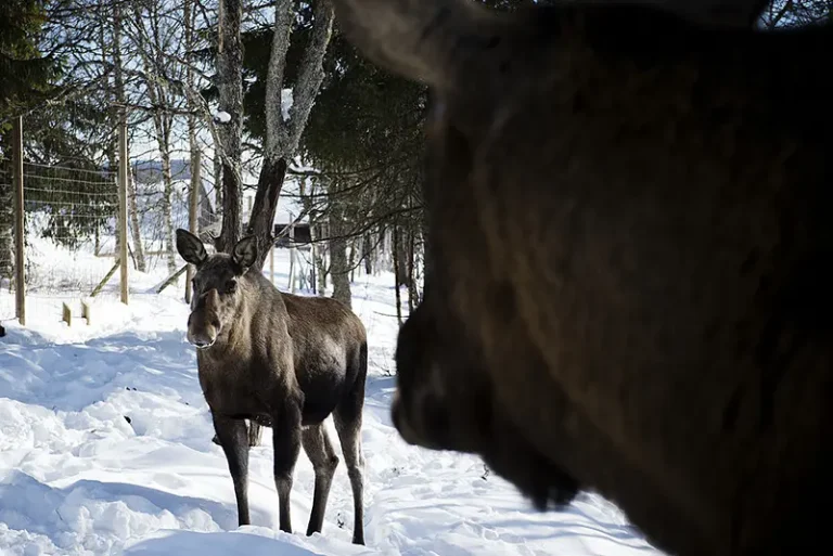 Moose are pictured at a moose farm in Duved, Sweden on March 17, 2013. AFP PHOTO / JONATHAN NACKSTRAND (Photo by JONATHAN NACKSTRAND/AFP via Getty Images)
