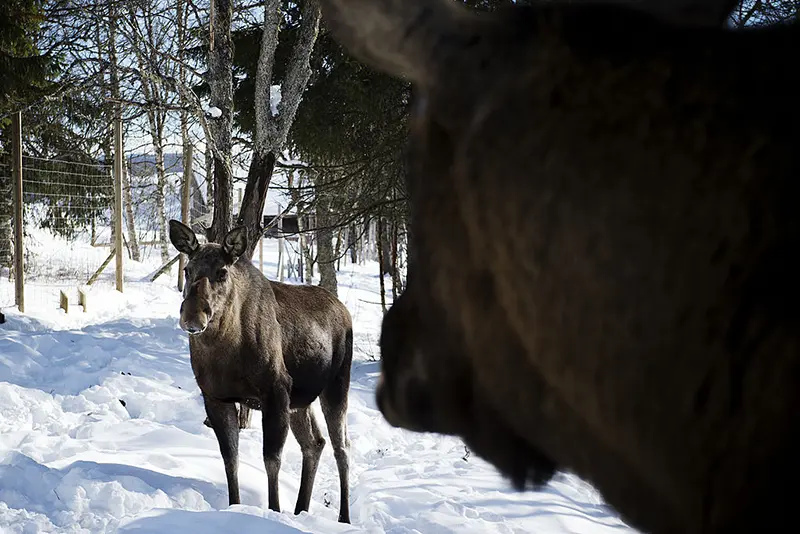 Moose are pictured at a moose farm in Duved, Sweden on March 17, 2013. AFP PHOTO / JONATHAN NACKSTRAND (Photo by JONATHAN NACKSTRAND/AFP via Getty Images)