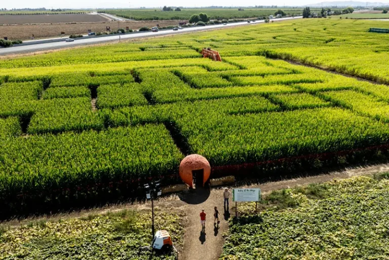 An aerial view shows the entrance to one of the world's largest corn mazes at Cool Patch Pumpkins in Dixon, California on October 17, 2024. (Photo by JOSH EDELSON / AFP) (Photo by JOSH EDELSON/AFP via Getty Images)
